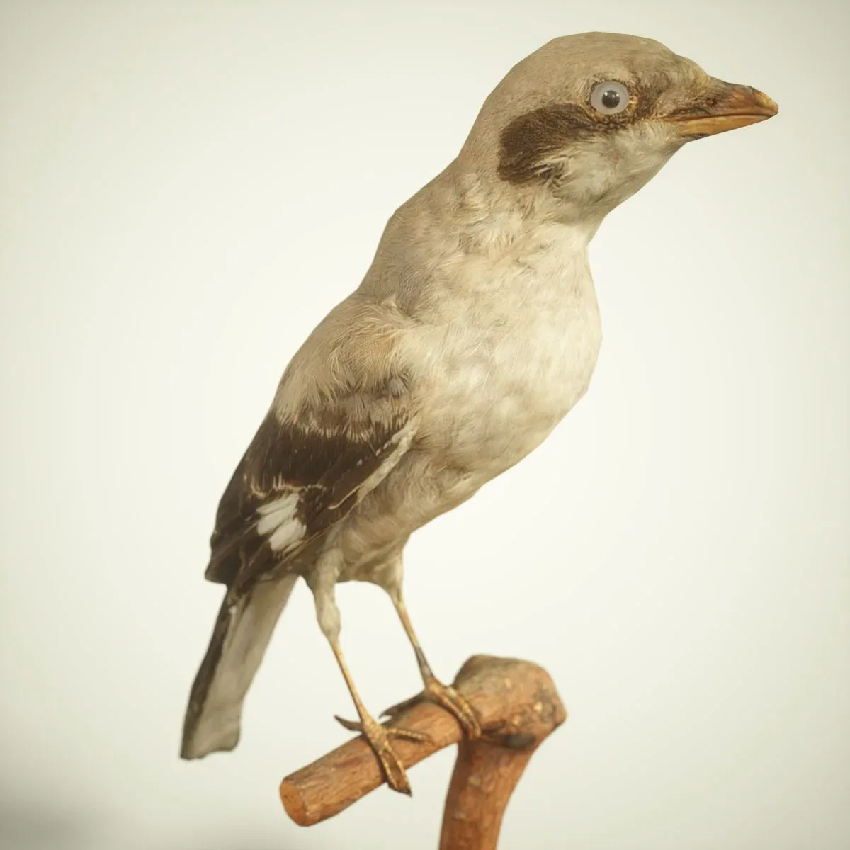 9 Realistic 3D Scanned Birds for Virtual Museums, VR, and Art Projects Collection Volume 2