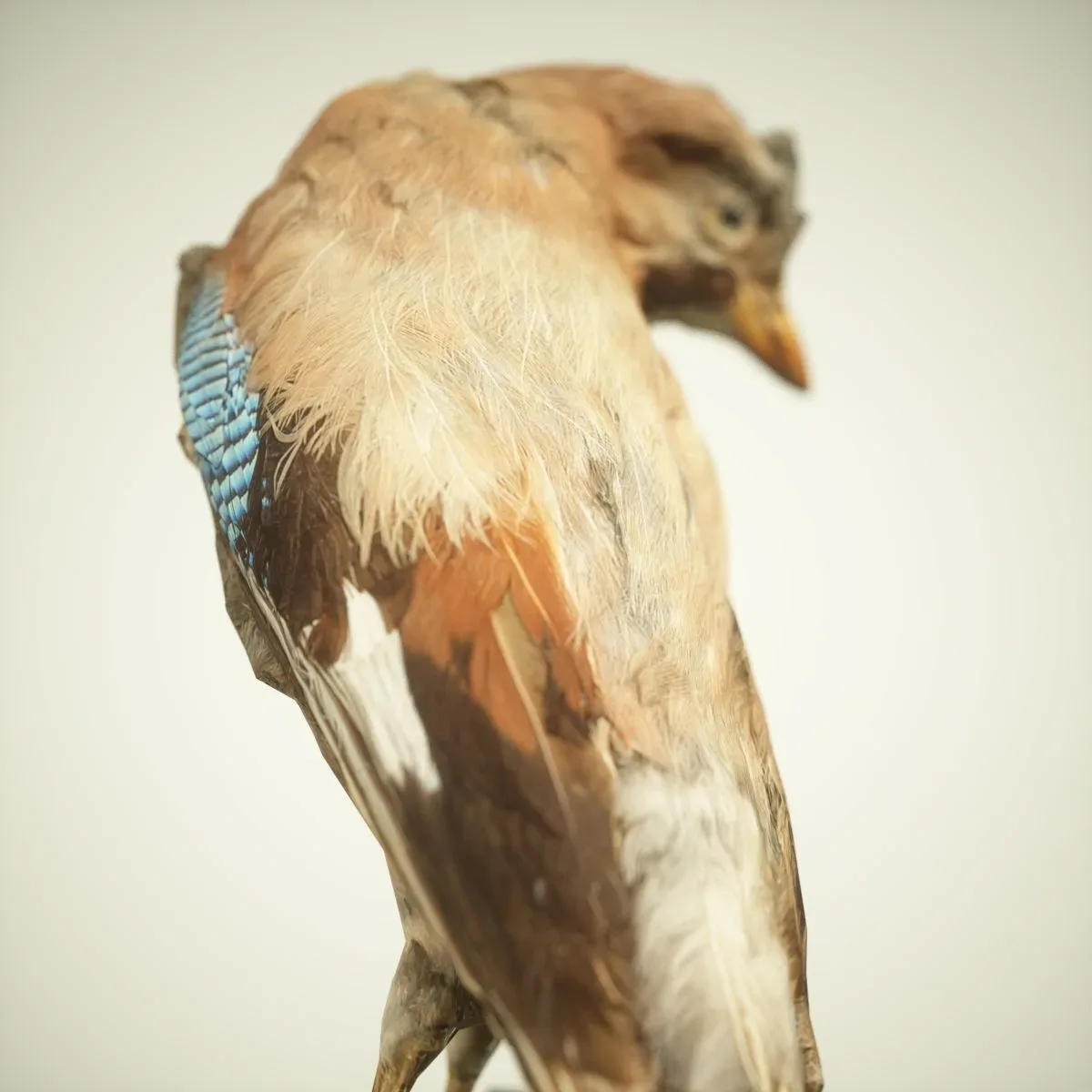 9 Realistic 3D Scanned Birds for Virtual Museums, VR, and Art Projects Collection Volume 2