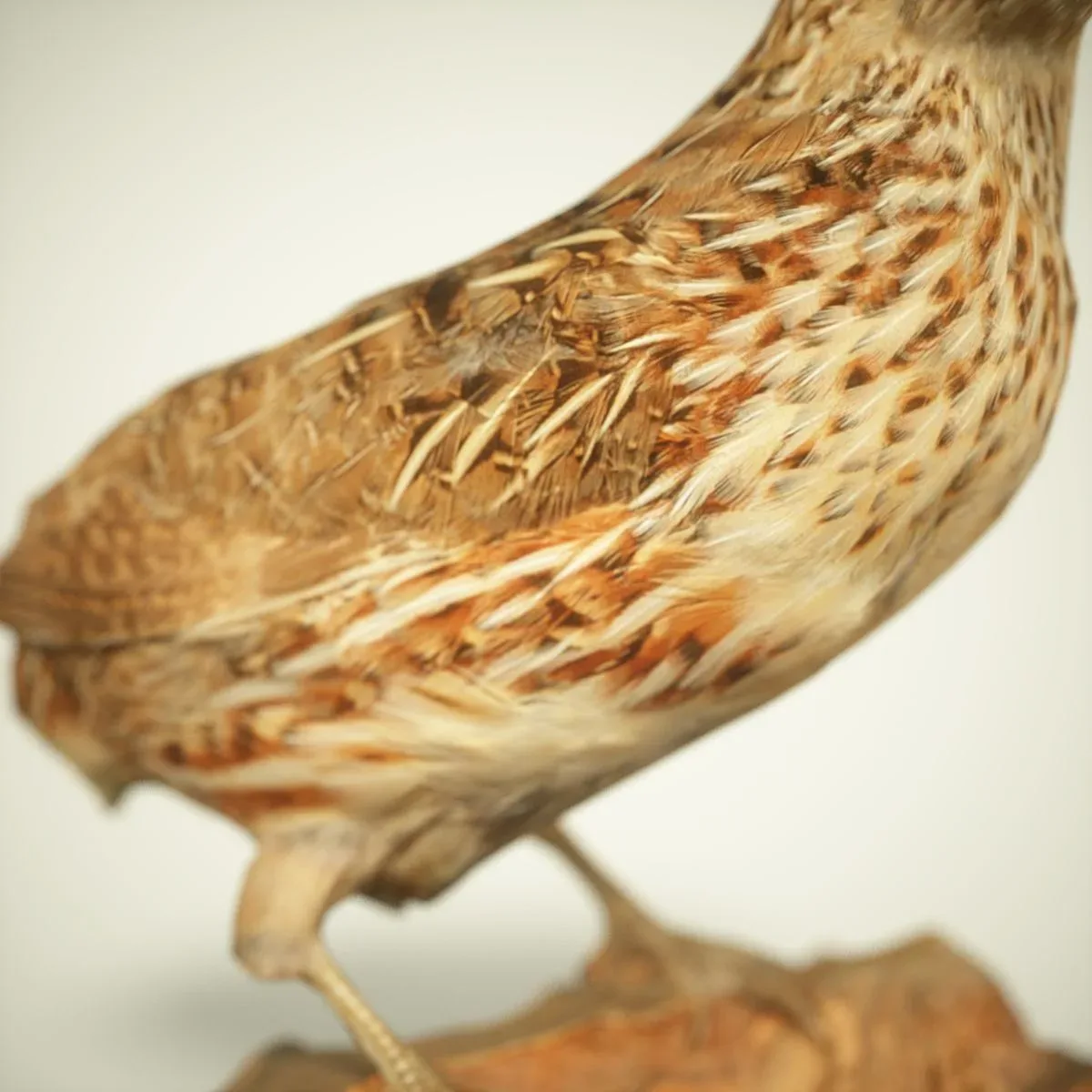 9 Realistic 3D Scanned Birds for Virtual Museums, VR, and Art Projects Collection Volume 2
