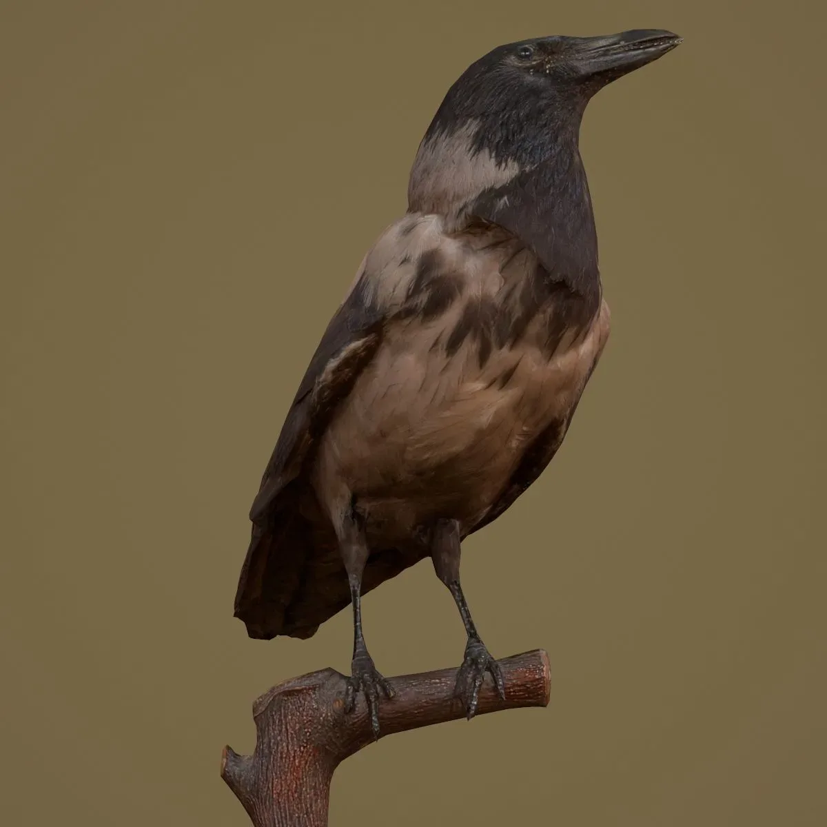 9 Realistic 3D Scanned Birds for Virtual Museums, VR, and Art Projects Collection Volume 2