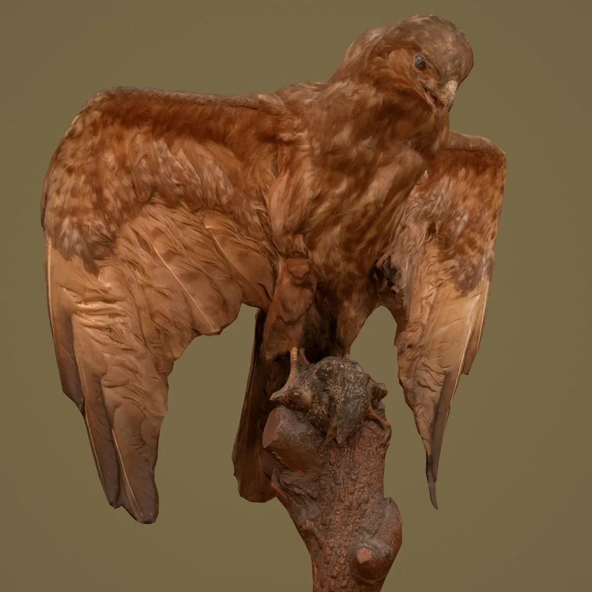 9 Realistic 3D Scanned Birds for Virtual Museums, VR, and Art Projects Collection Volume 2