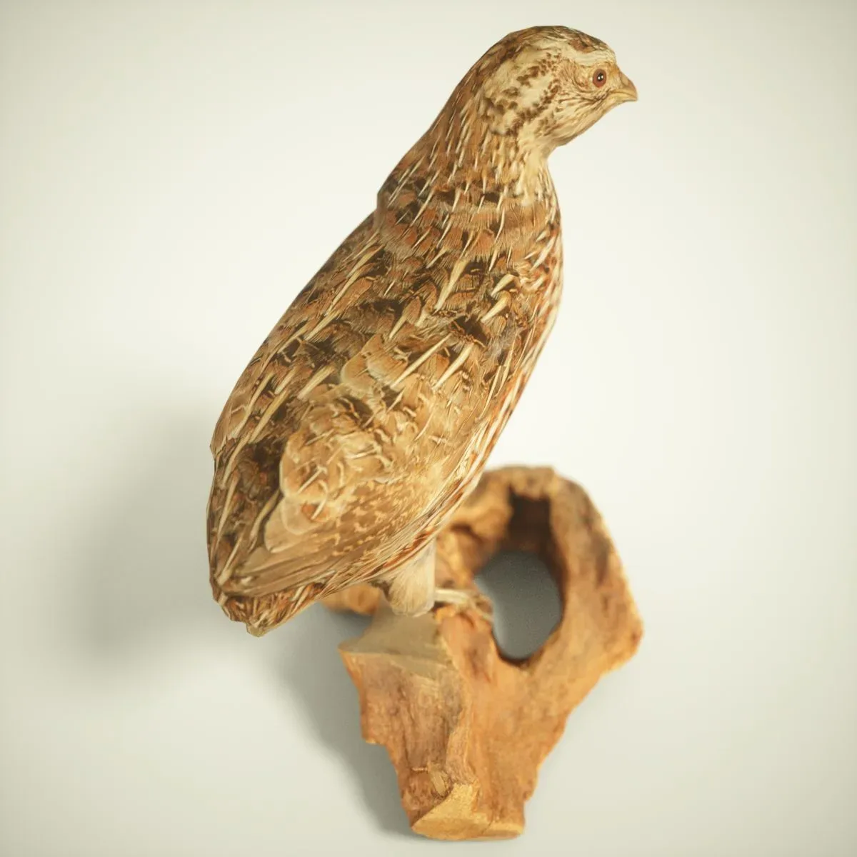 9 Realistic 3D Scanned Birds for Virtual Museums, VR, and Art Projects Collection Volume 2