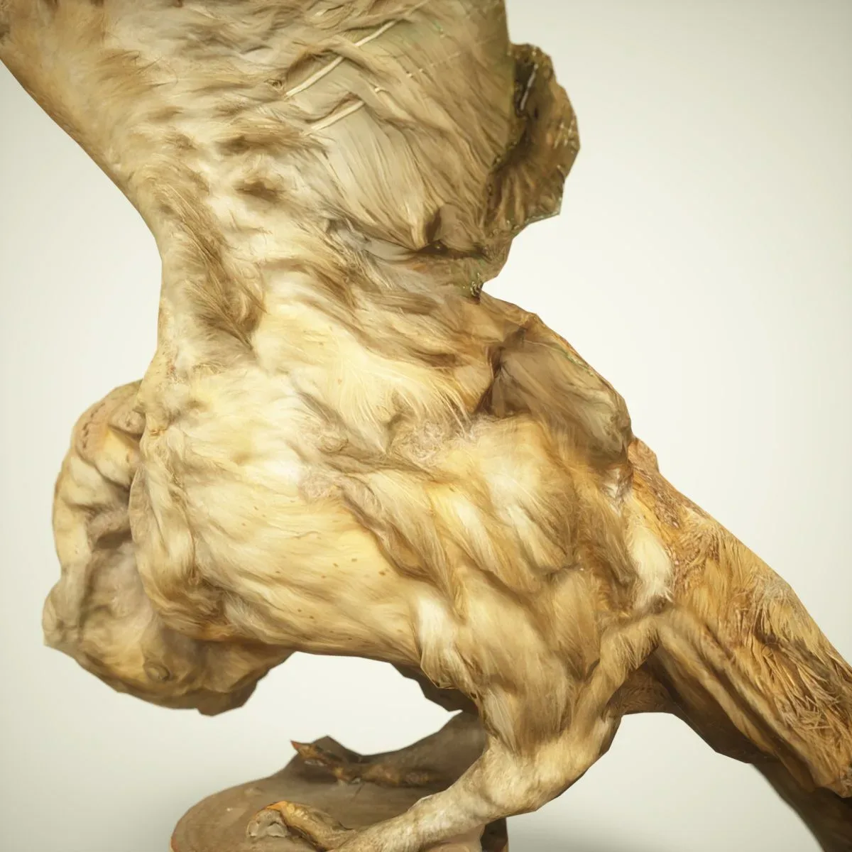 9 Realistic 3D Scanned Birds for Virtual Museums, VR, and Art Projects Collection Volume 2