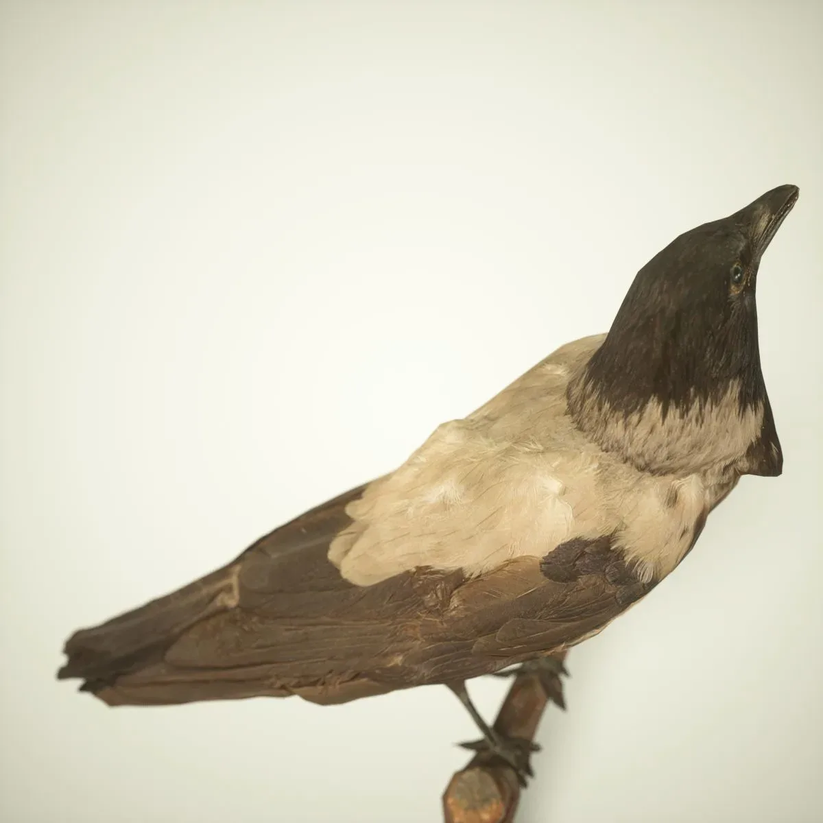 9 Realistic 3D Scanned Birds for Virtual Museums, VR, and Art Projects Collection Volume 2