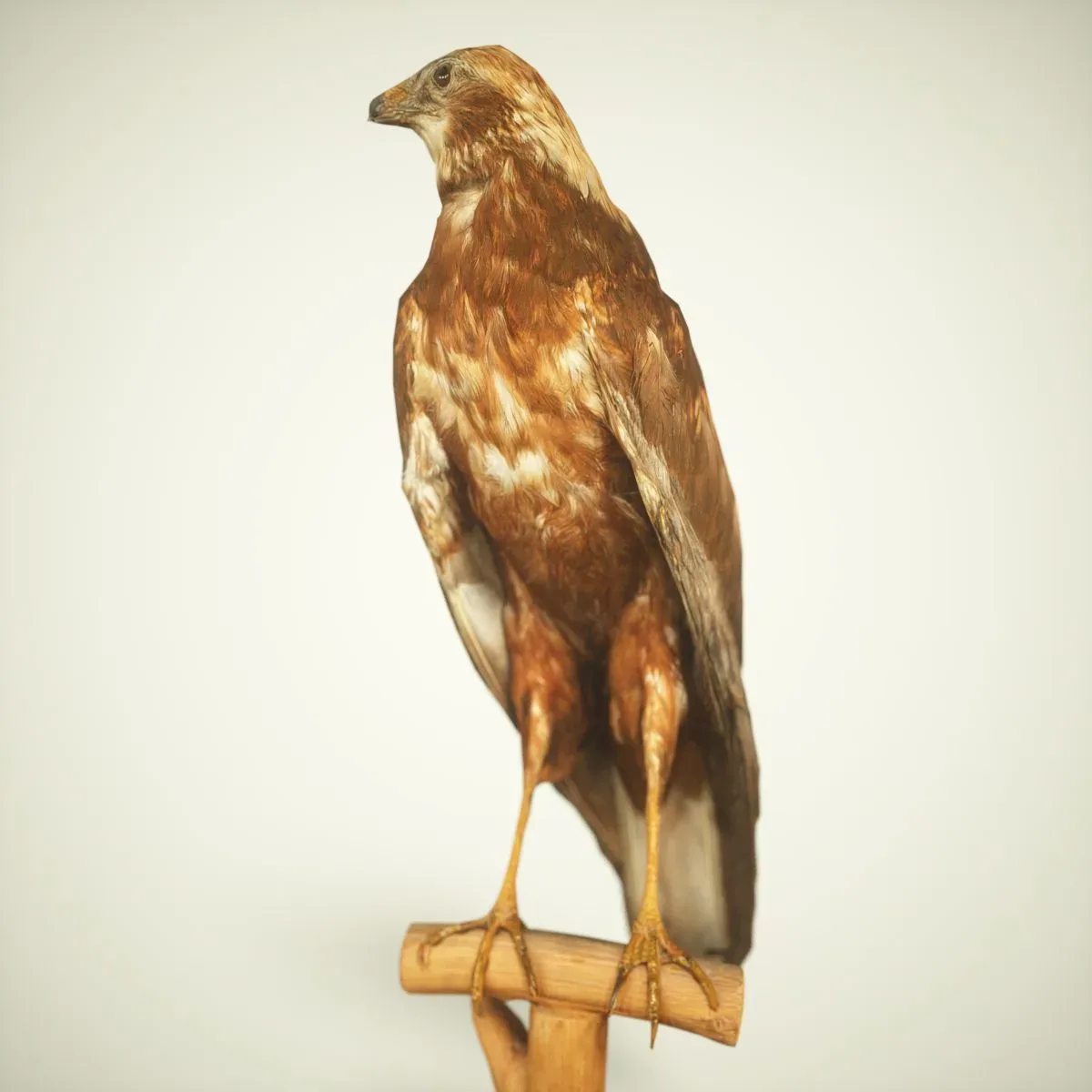 9 Realistic 3D Scanned Birds for Virtual Museums, VR, and Art Projects Collection Volume 2