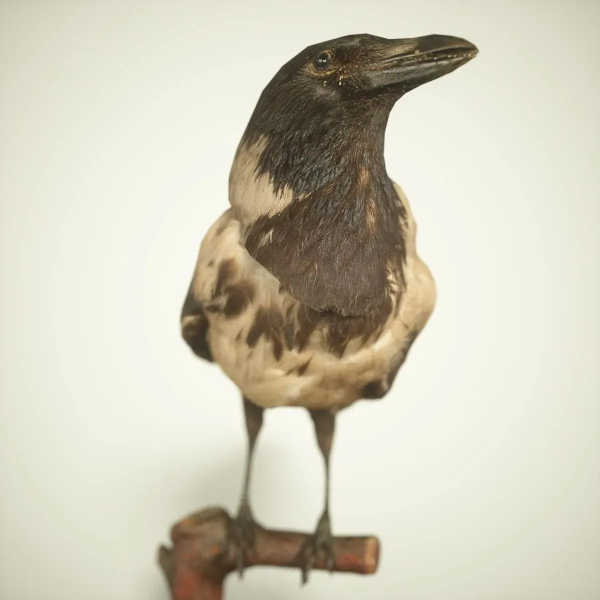 9 Realistic 3D Scanned Birds for Virtual Museums, VR, and Art Projects Collection Volume 2