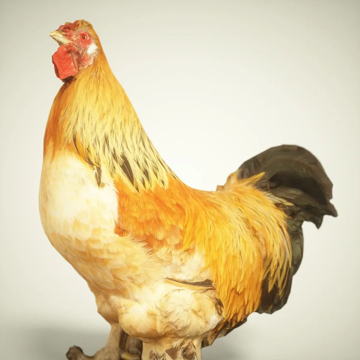 9 Realistic 3D Scanned Birds for Virtual Museums, VR, and Art Projects Collection Volume 2