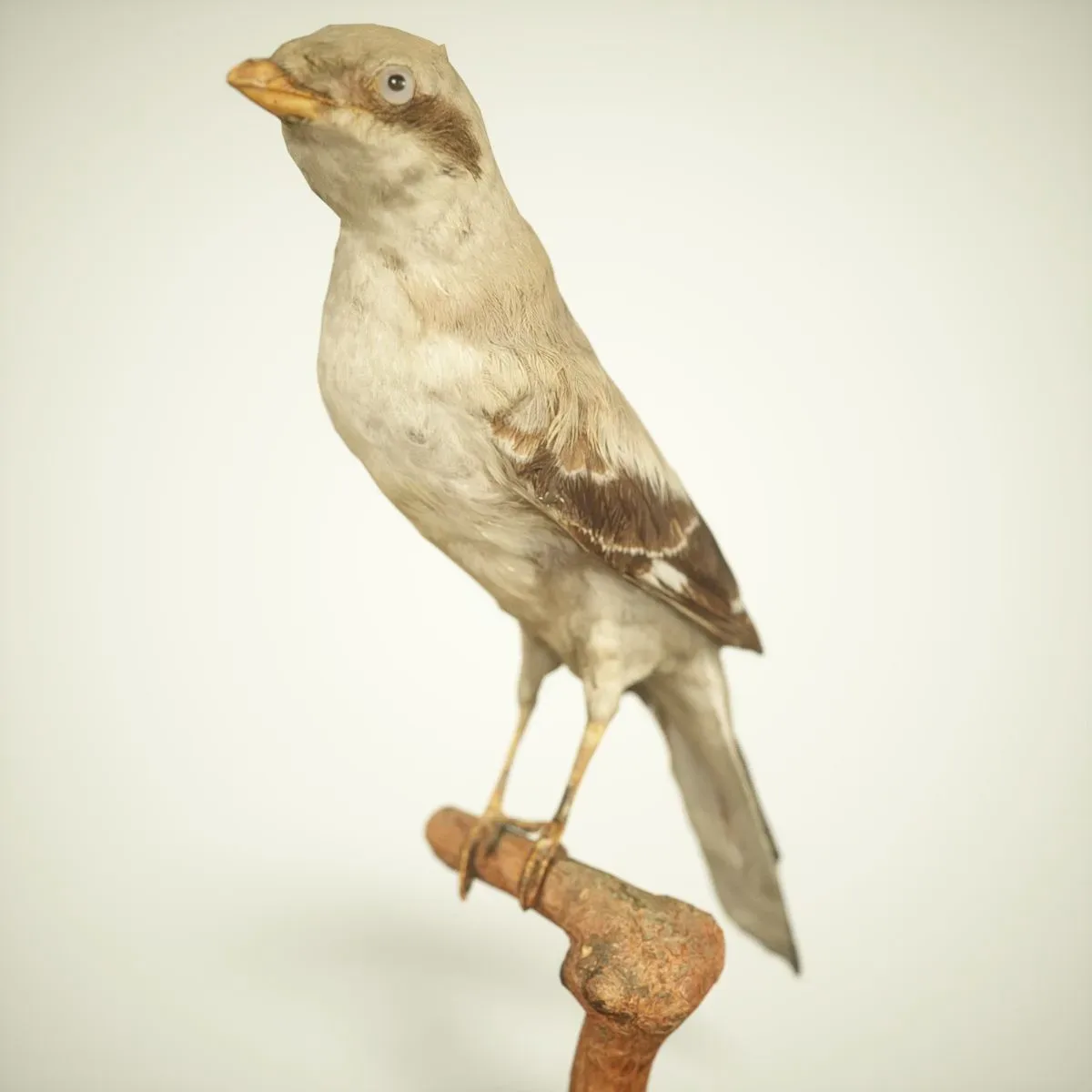9 Realistic 3D Scanned Birds for Virtual Museums, VR, and Art Projects Collection Volume 2
