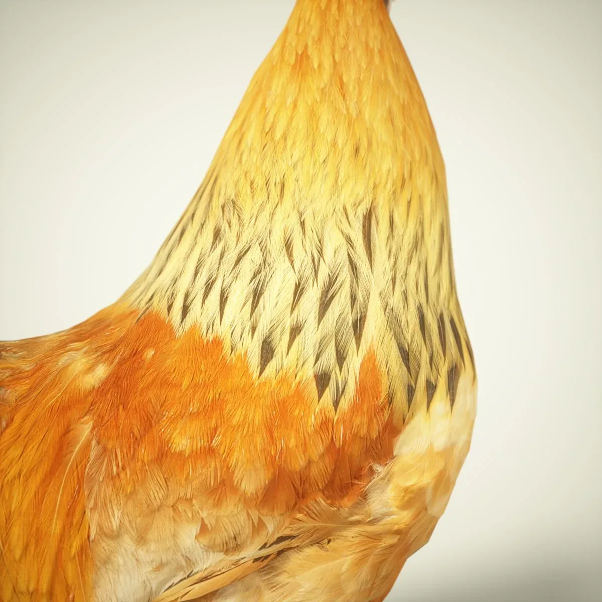 9 Realistic 3D Scanned Birds for Virtual Museums, VR, and Art Projects Collection Volume 2