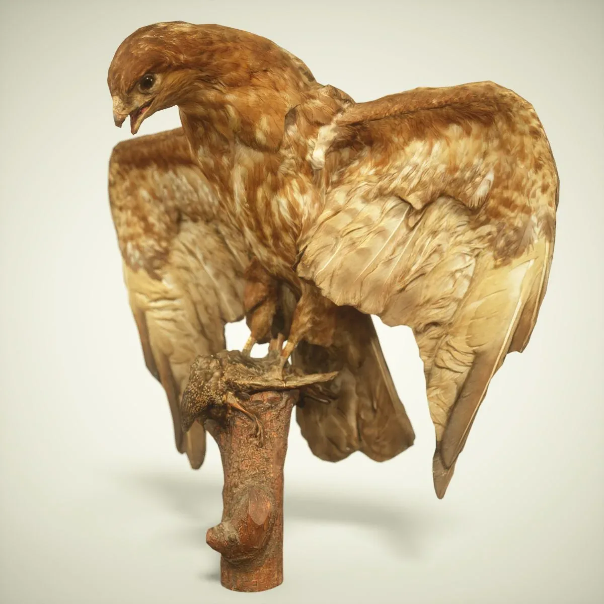9 Realistic 3D Scanned Birds for Virtual Museums, VR, and Art Projects Collection Volume 2