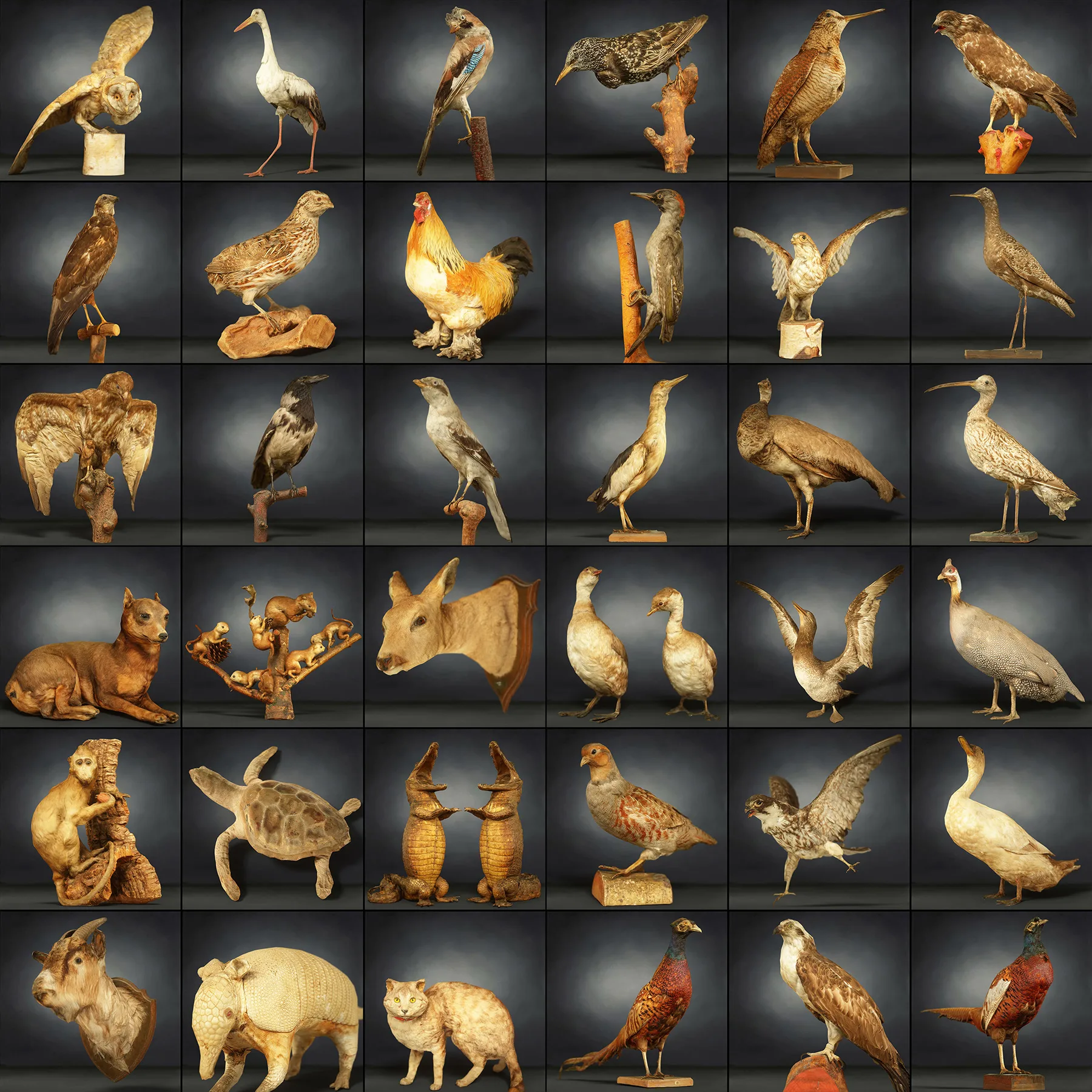 36 Realistic 3D Scanned Animals and Birds for Virtual Museums, VR, and Art Projects Master Collection