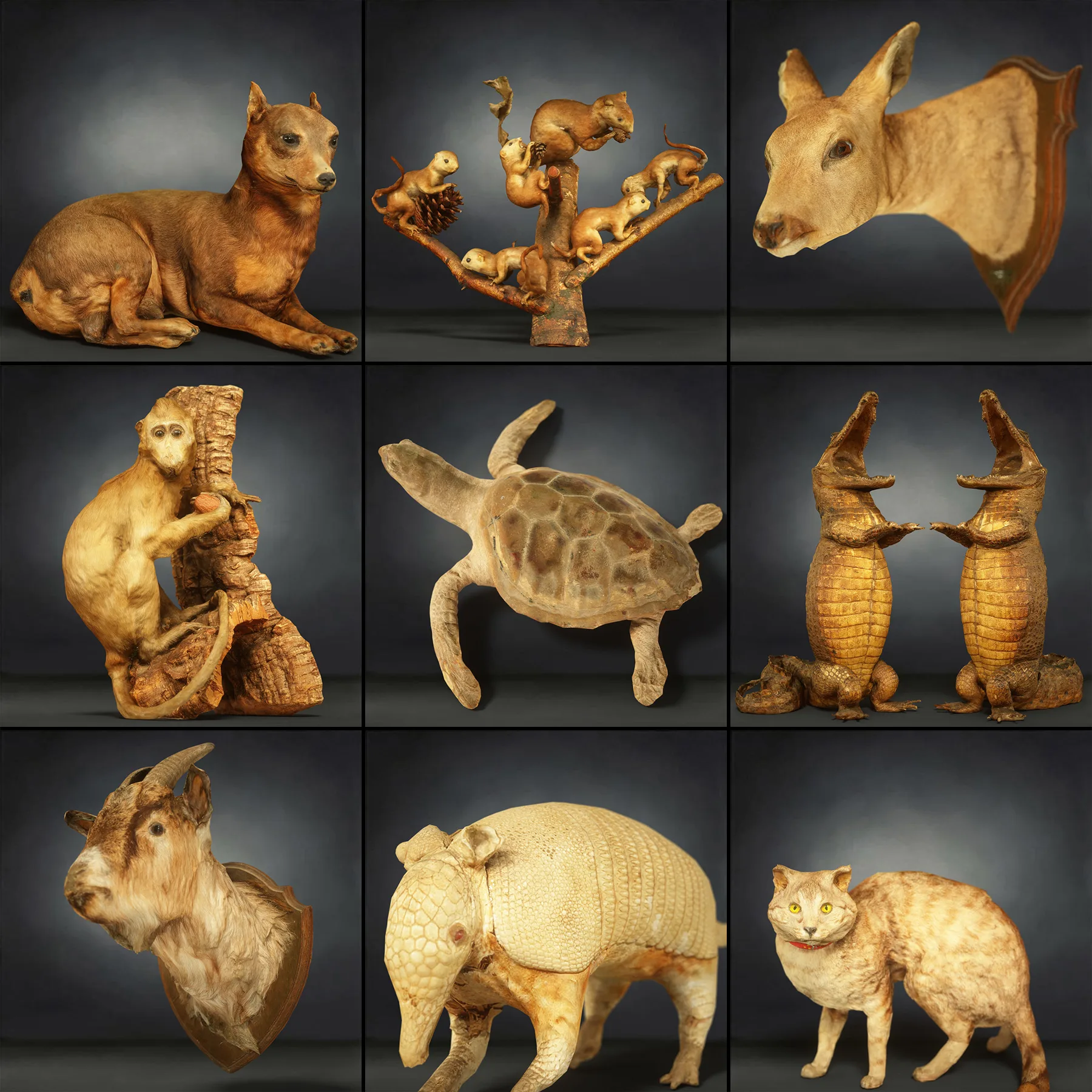 36 Realistic 3D Scanned Animals and Birds for Virtual Museums, VR, and Art Projects Master Collection