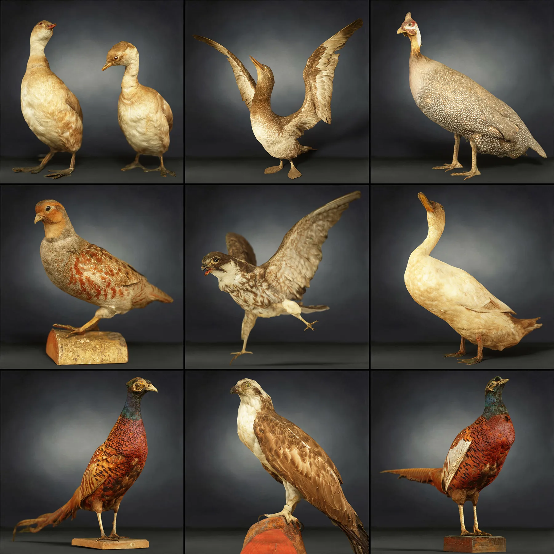 36 Realistic 3D Scanned Animals and Birds for Virtual Museums, VR, and Art Projects Master Collection