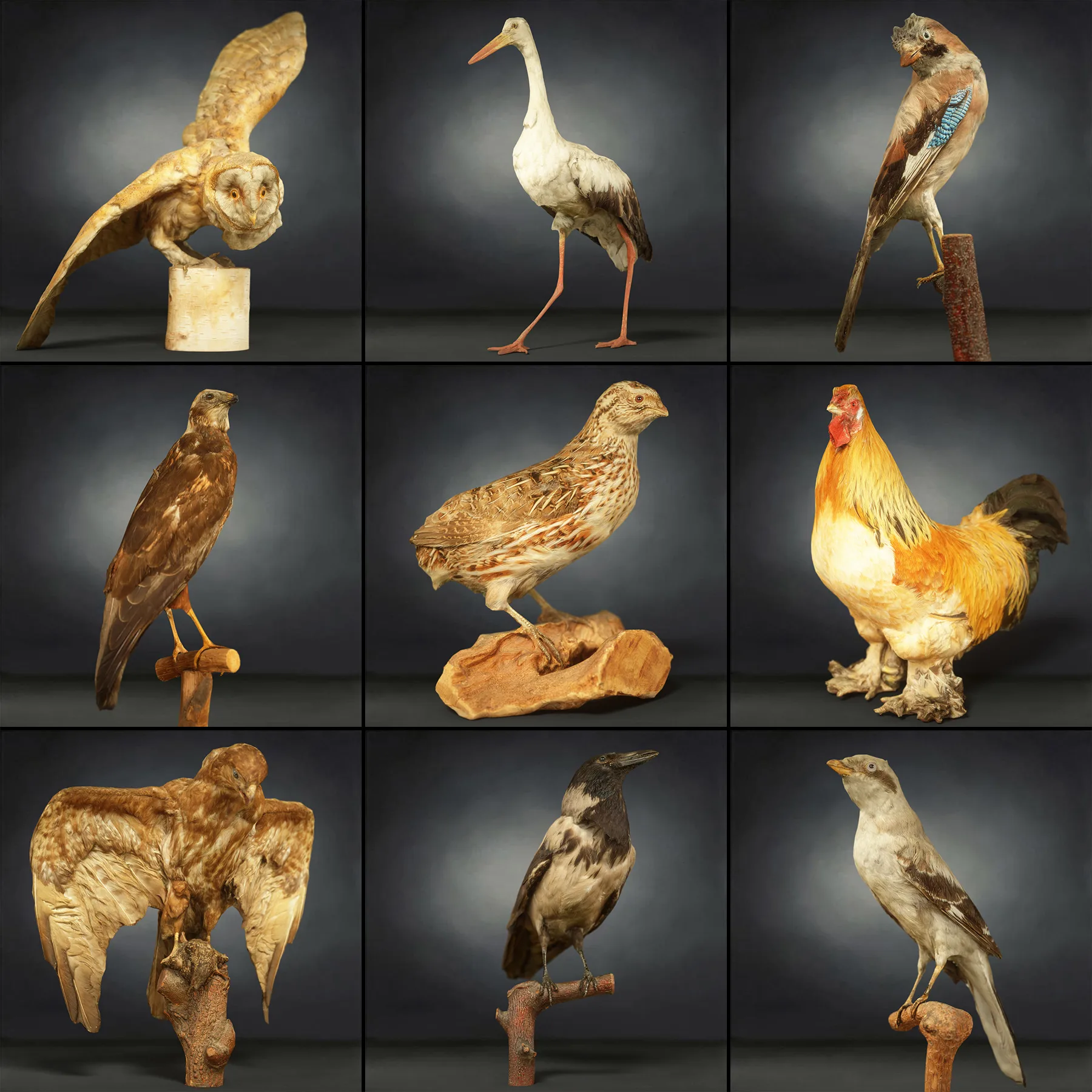 36 Realistic 3D Scanned Animals and Birds for Virtual Museums, VR, and Art Projects Master Collection