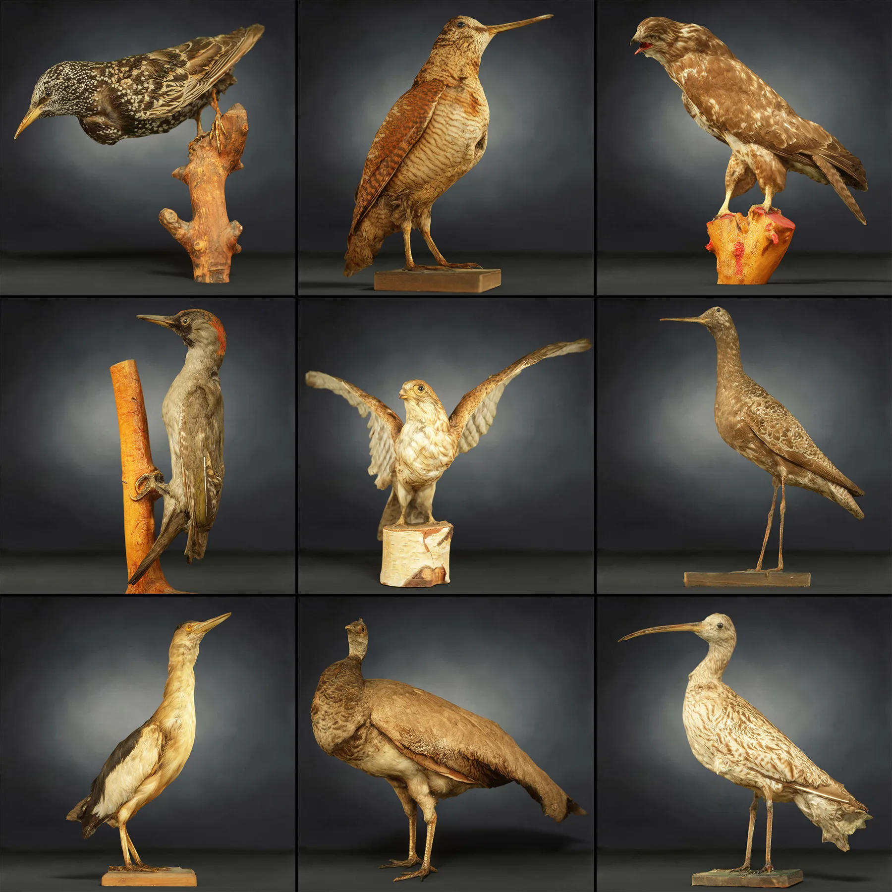 36 Realistic 3D Scanned Animals and Birds for Virtual Museums, VR, and Art Projects Master Collection