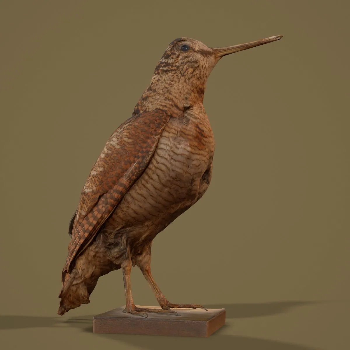36 Realistic 3D Scanned Animals and Birds for Virtual Museums, VR, and Art Projects Master Collection