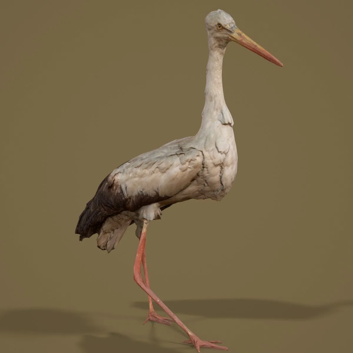 36 Realistic 3D Scanned Animals and Birds for Virtual Museums, VR, and Art Projects Master Collection