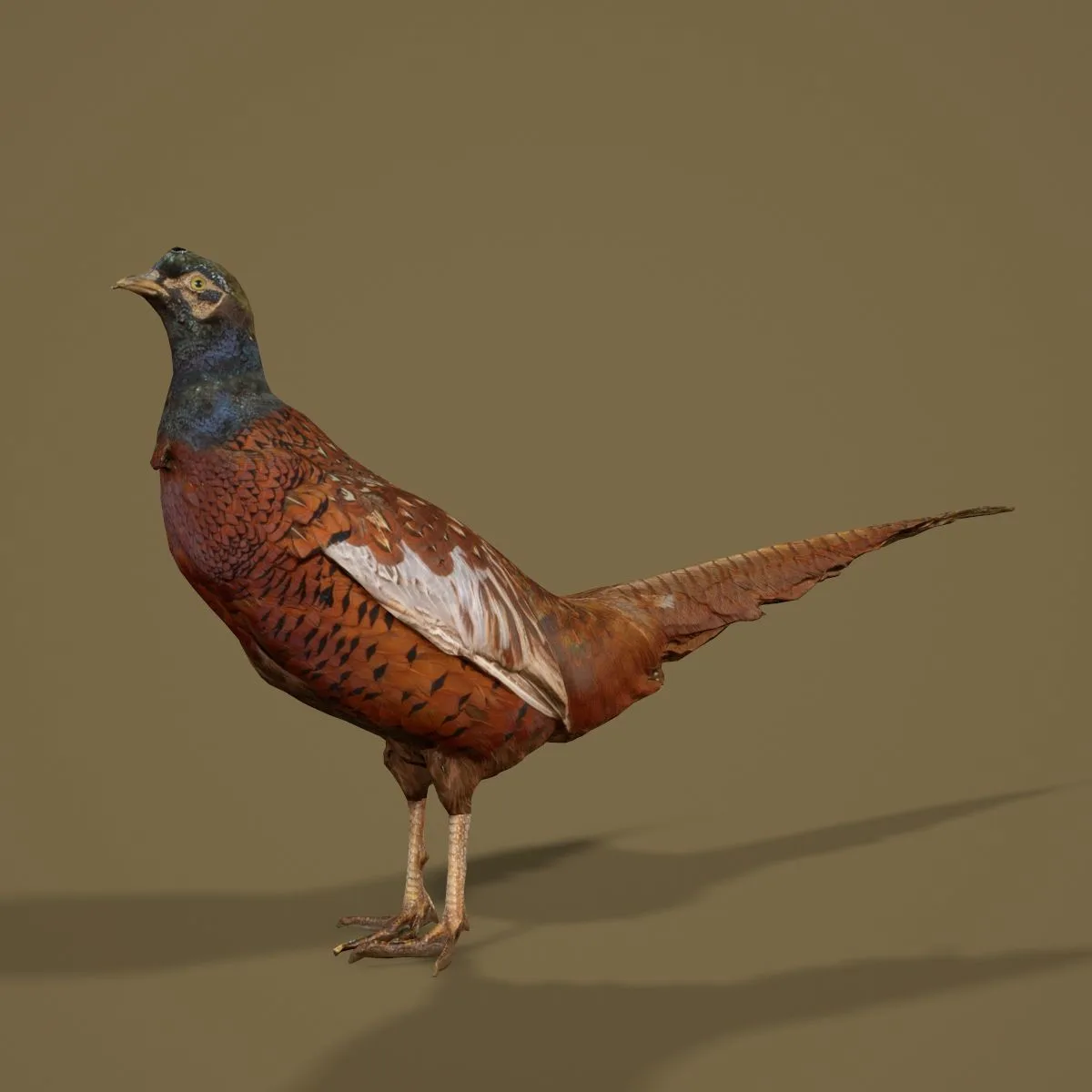 36 Realistic 3D Scanned Animals and Birds for Virtual Museums, VR, and Art Projects Master Collection