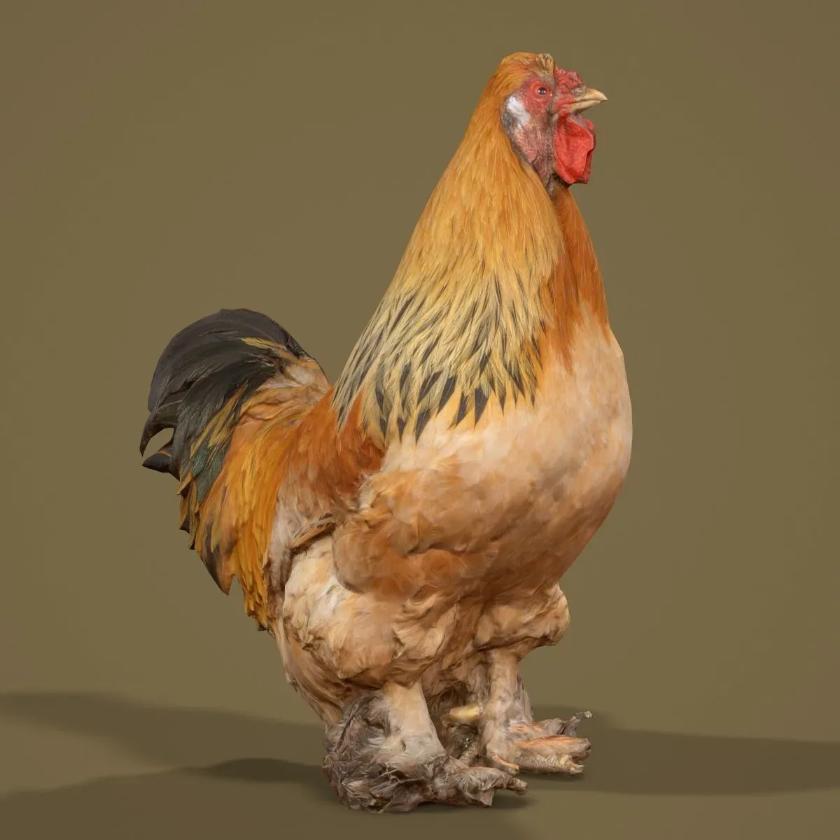 36 Realistic 3D Scanned Animals and Birds for Virtual Museums, VR, and Art Projects Master Collection