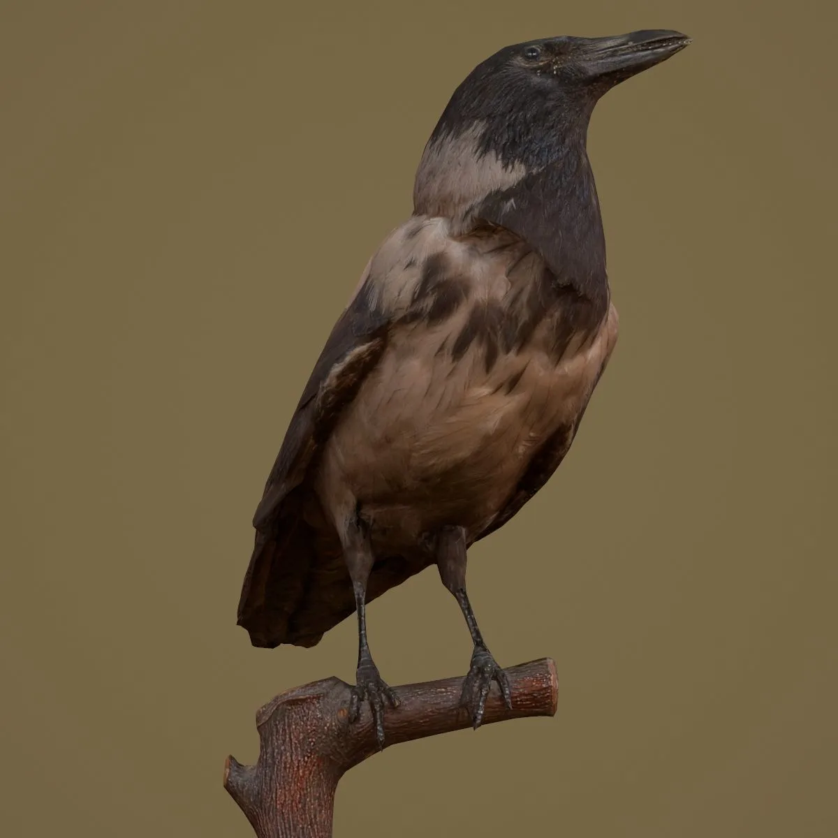 36 Realistic 3D Scanned Animals and Birds for Virtual Museums, VR, and Art Projects Master Collection