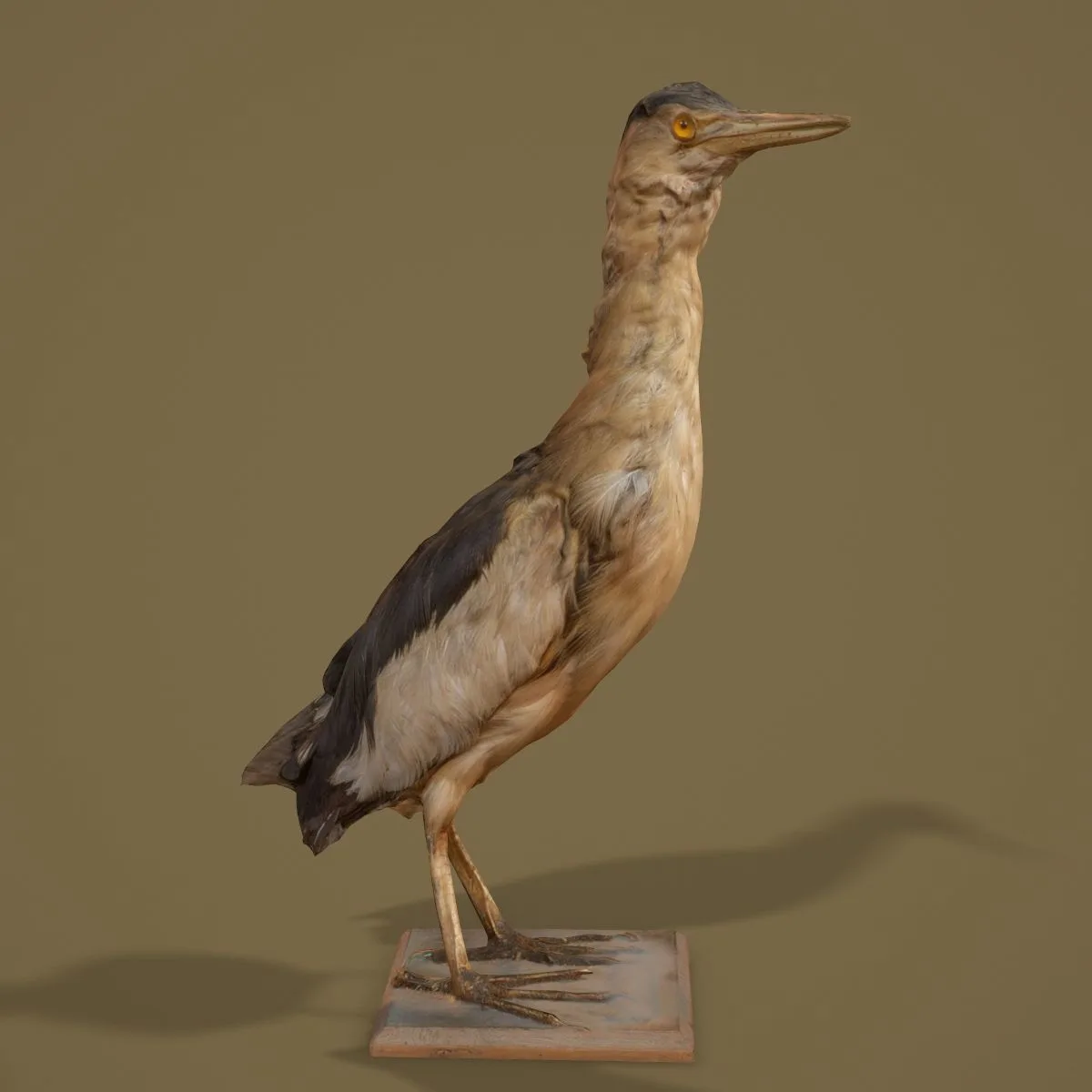 36 Realistic 3D Scanned Animals and Birds for Virtual Museums, VR, and Art Projects Master Collection