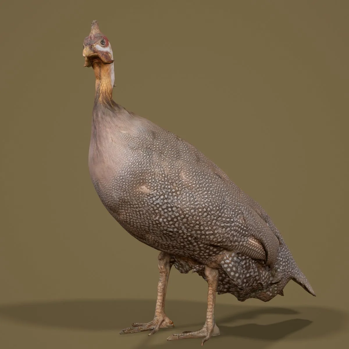 36 Realistic 3D Scanned Animals and Birds for Virtual Museums, VR, and Art Projects Master Collection