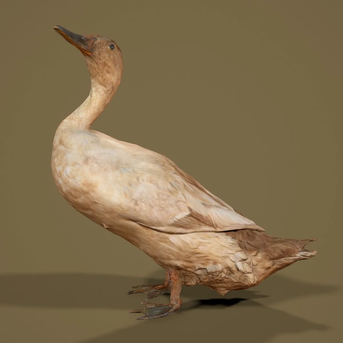 36 Realistic 3D Scanned Animals and Birds for Virtual Museums, VR, and Art Projects Master Collection