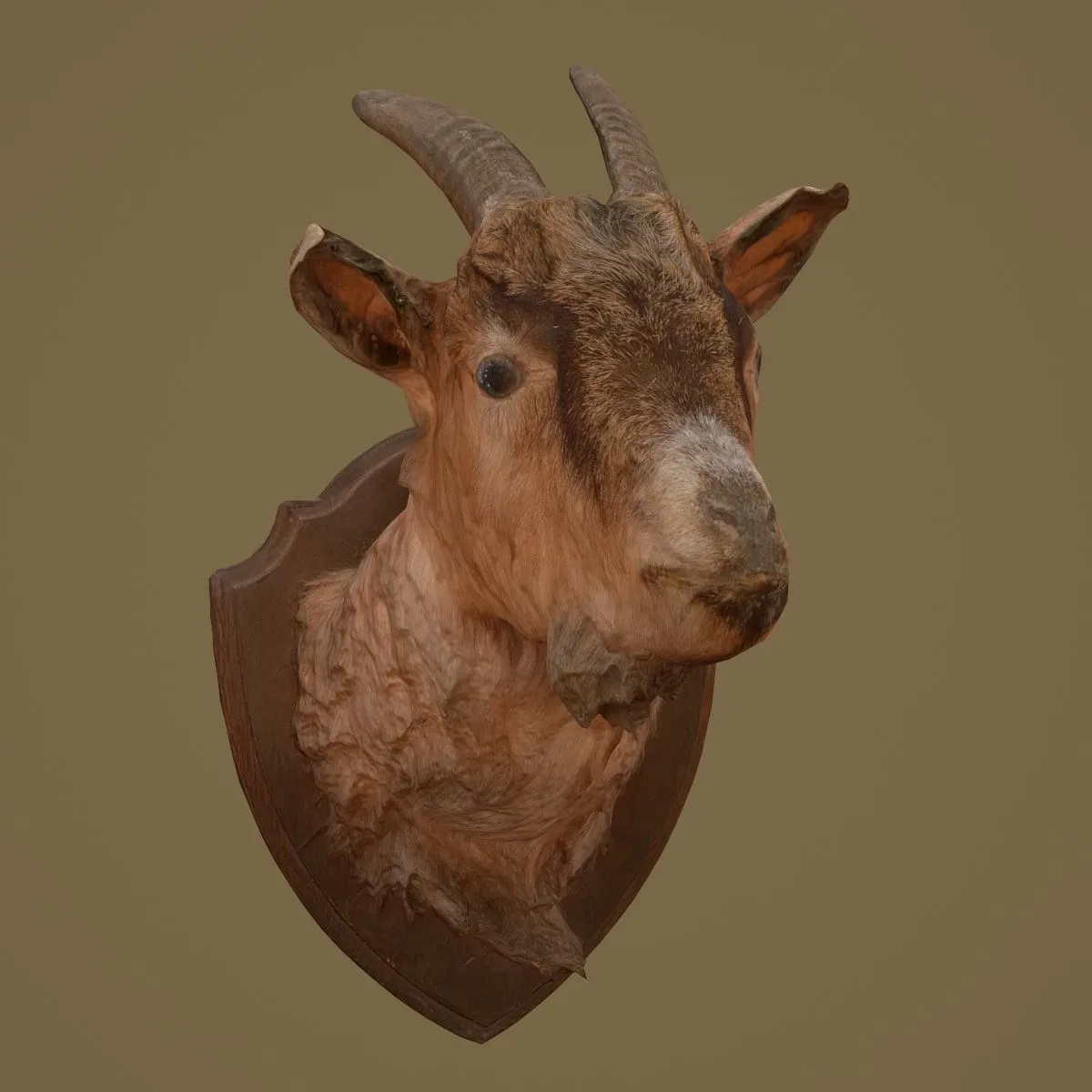 36 Realistic 3D Scanned Animals and Birds for Virtual Museums, VR, and Art Projects Master Collection