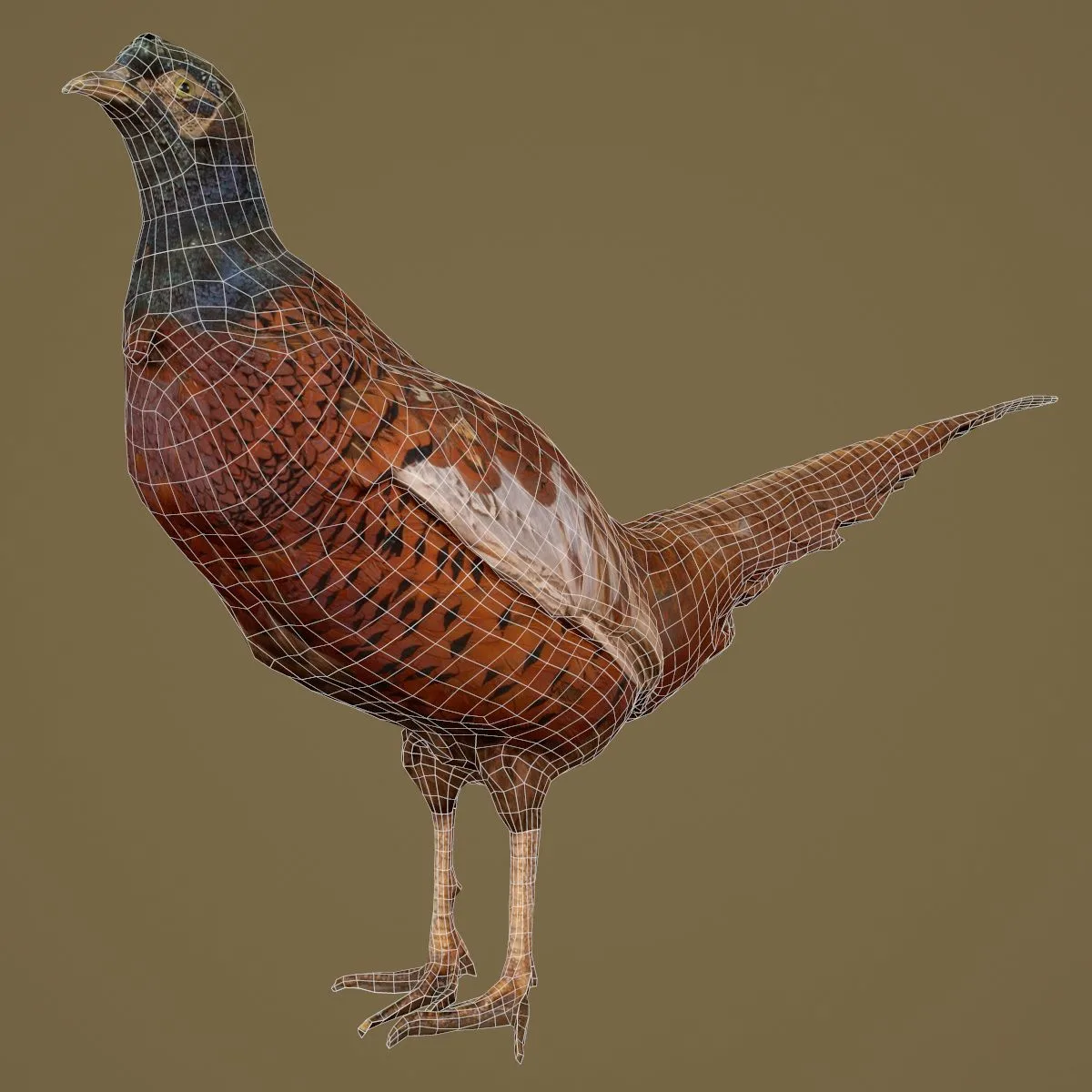 36 Realistic 3D Scanned Animals and Birds for Virtual Museums, VR, and Art Projects Master Collection
