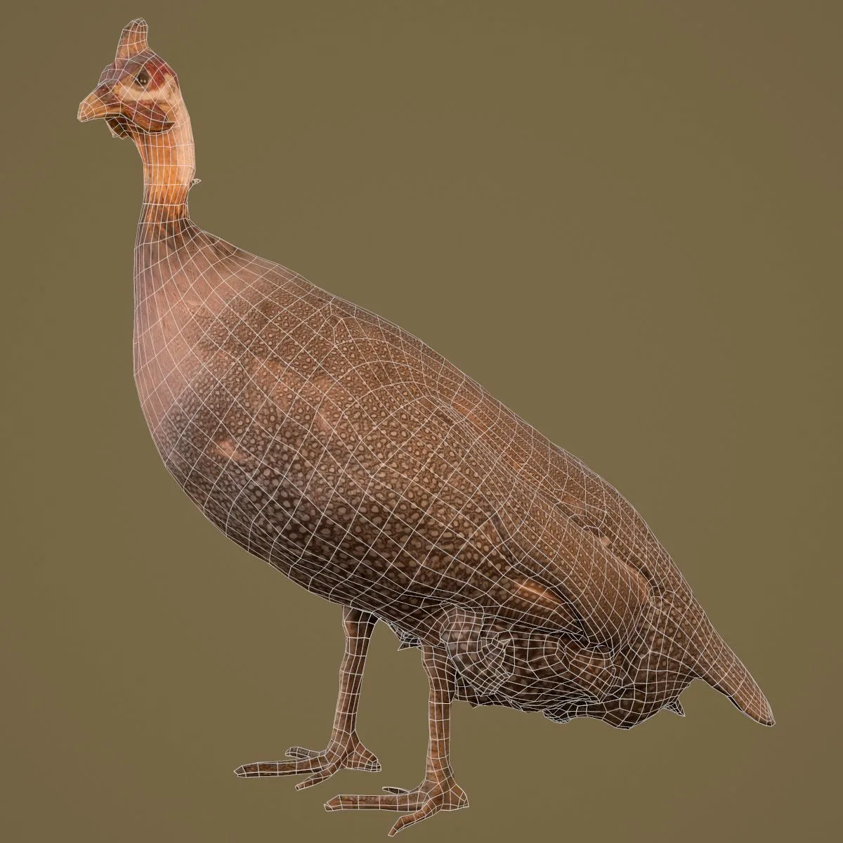 36 Realistic 3D Scanned Animals and Birds for Virtual Museums, VR, and Art Projects Master Collection