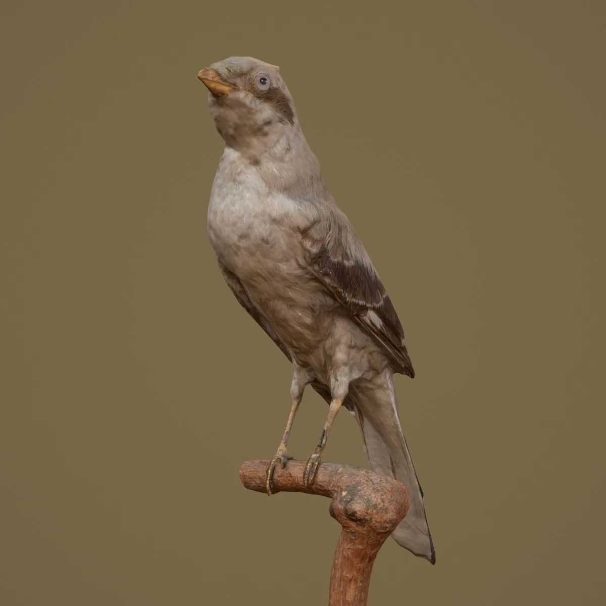 36 Realistic 3D Scanned Animals and Birds for Virtual Museums, VR, and Art Projects Master Collection