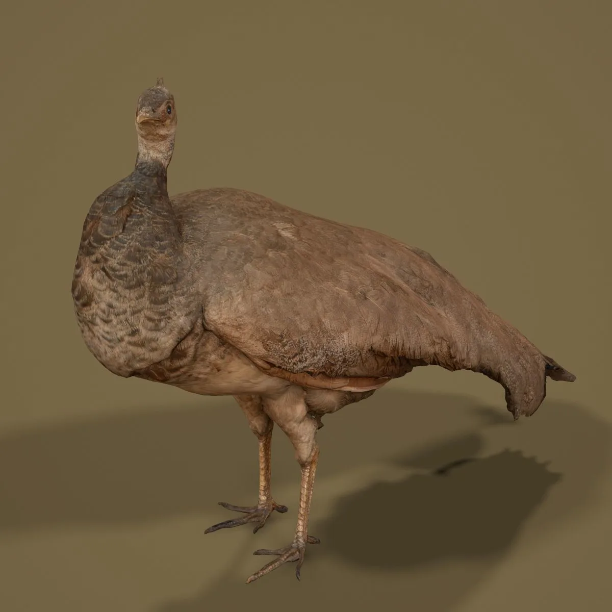 36 Realistic 3D Scanned Animals and Birds for Virtual Museums, VR, and Art Projects Master Collection