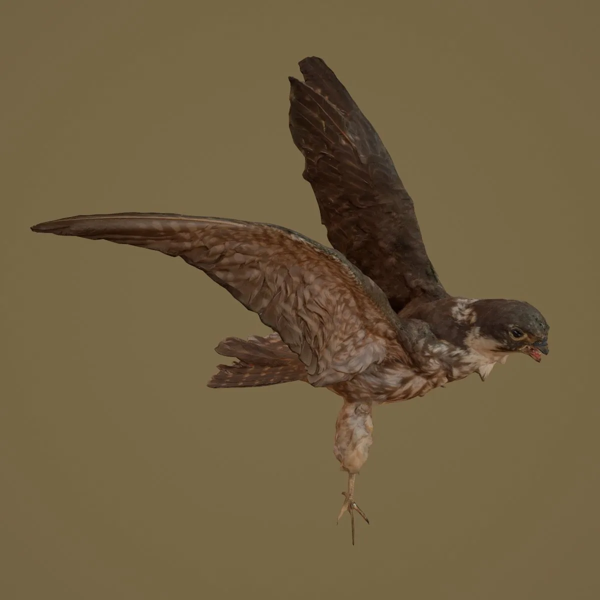 36 Realistic 3D Scanned Animals and Birds for Virtual Museums, VR, and Art Projects Master Collection