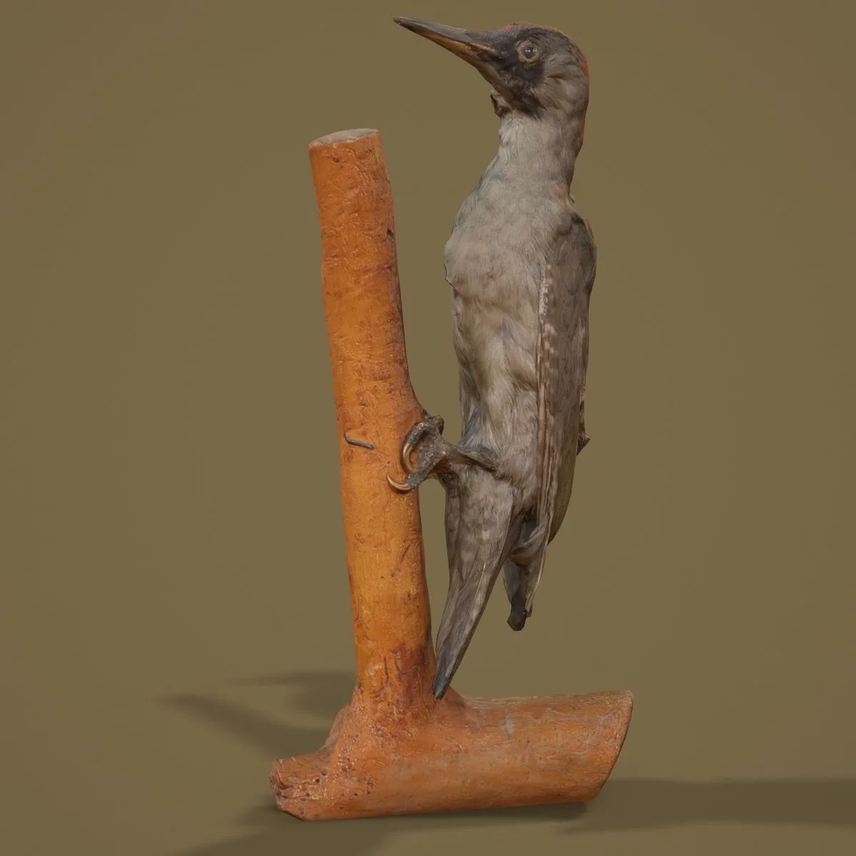 36 Realistic 3D Scanned Animals and Birds for Virtual Museums, VR, and Art Projects Master Collection