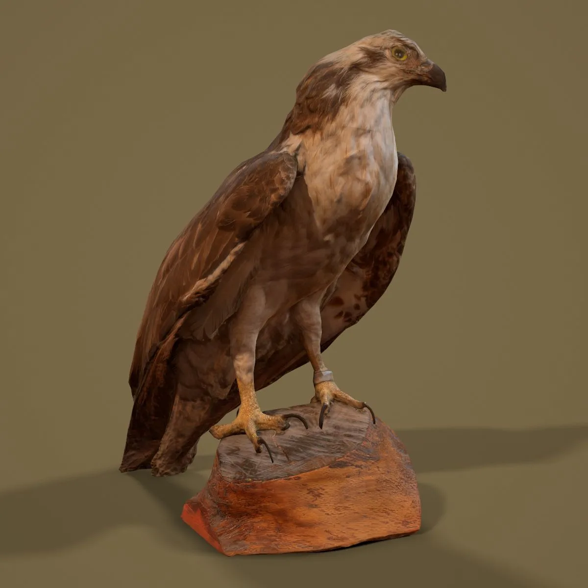 36 Realistic 3D Scanned Animals and Birds for Virtual Museums, VR, and Art Projects Master Collection