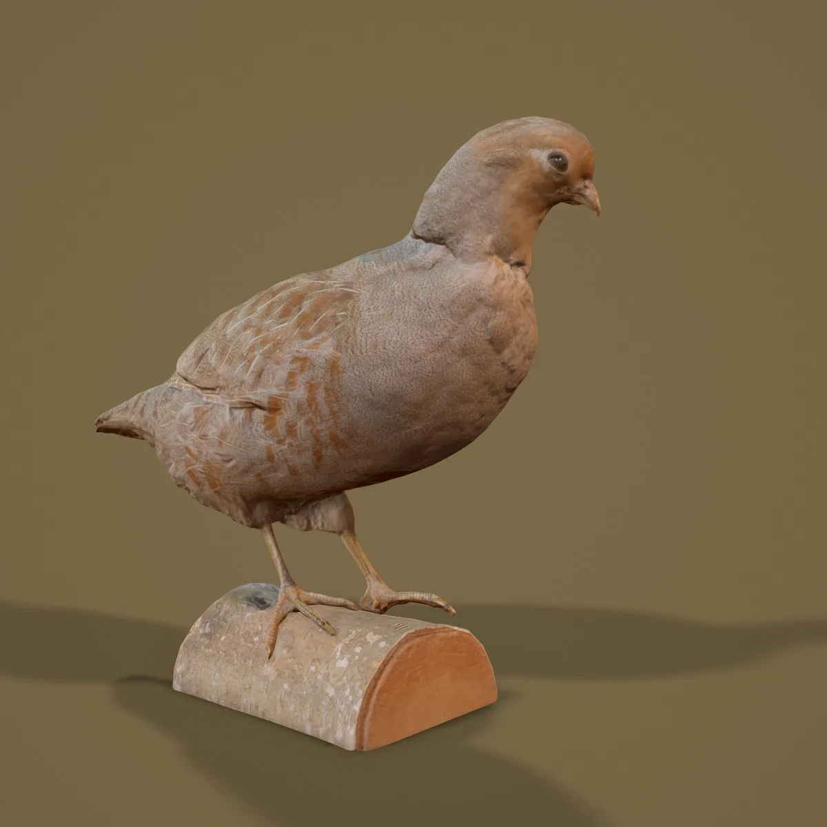 36 Realistic 3D Scanned Animals and Birds for Virtual Museums, VR, and Art Projects Master Collection