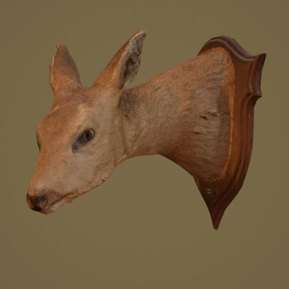 36 Realistic 3D Scanned Animals and Birds for Virtual Museums, VR, and Art Projects Master Collection