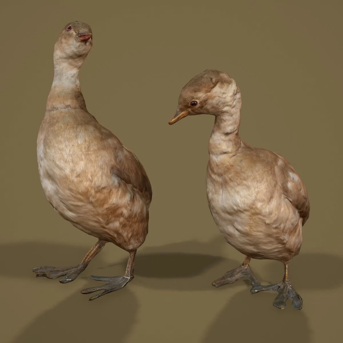36 Realistic 3D Scanned Animals and Birds for Virtual Museums, VR, and Art Projects Master Collection