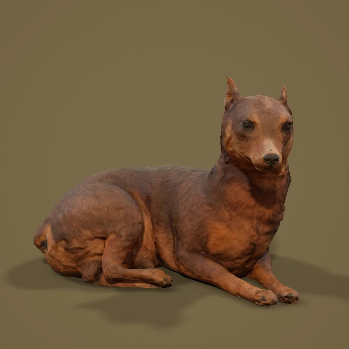 36 Realistic 3D Scanned Animals and Birds for Virtual Museums, VR, and Art Projects Master Collection