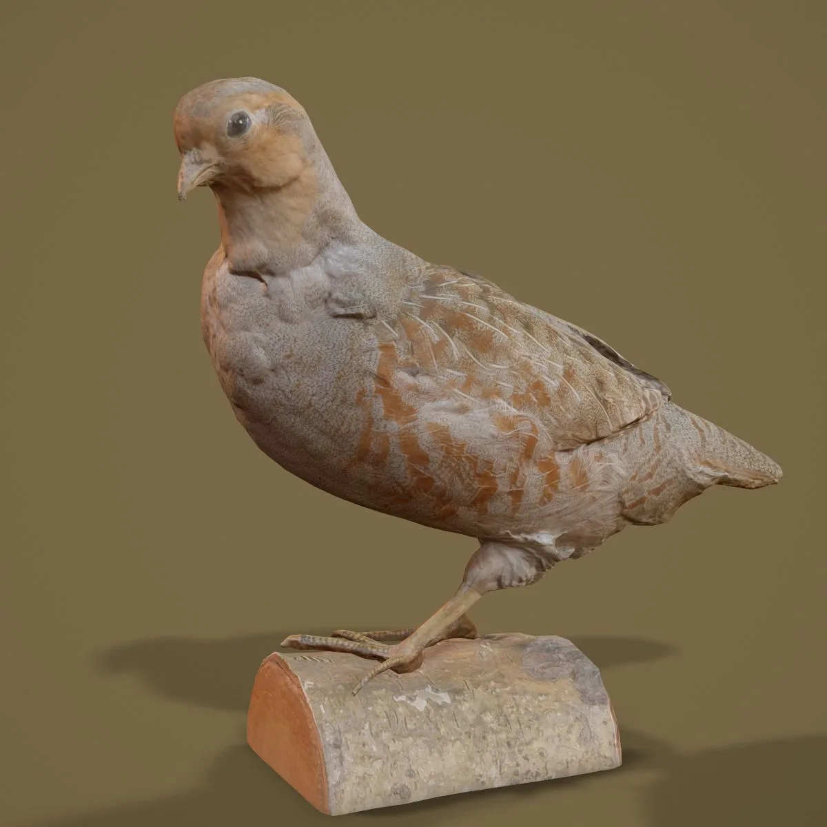 36 Realistic 3D Scanned Animals and Birds for Virtual Museums, VR, and Art Projects Master Collection