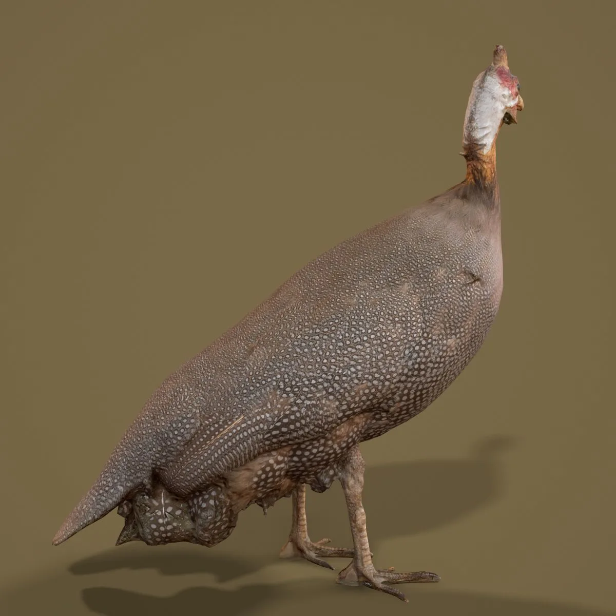 36 Realistic 3D Scanned Animals and Birds for Virtual Museums, VR, and Art Projects Master Collection