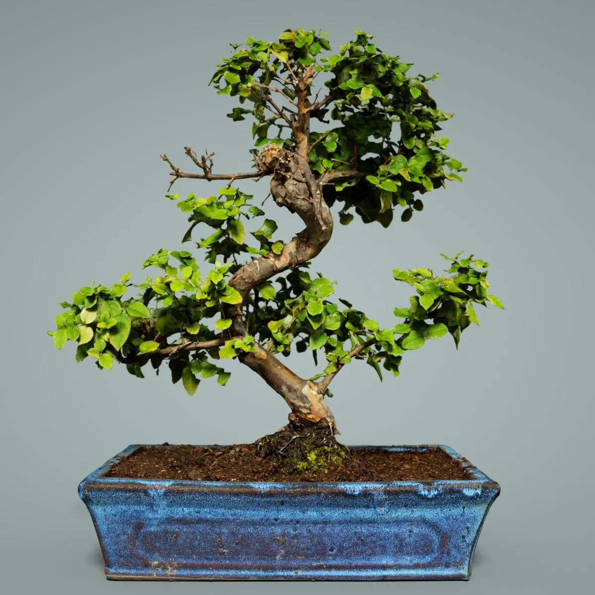 3D Scanned Bonsai Tree 6 by Polygonal Miniatures - High-Quality Asset for Virtual Reality and Digital Projects
