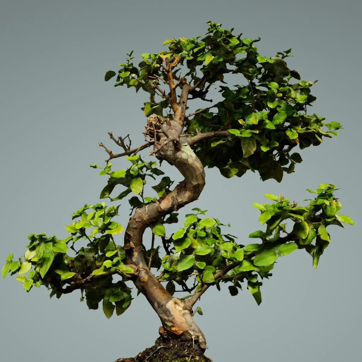 3D Scanned Bonsai Tree 6 by Polygonal Miniatures - High-Quality Asset for Virtual Reality and Digital Projects