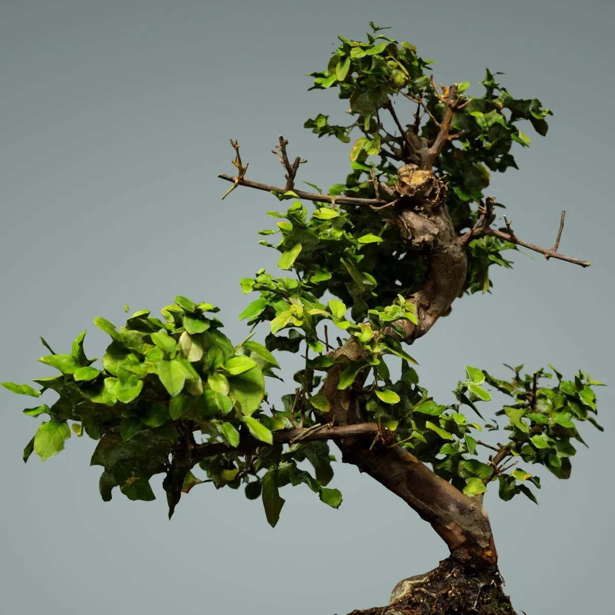 3D Scanned Bonsai Tree 6 by Polygonal Miniatures - High-Quality Asset for Virtual Reality and Digital Projects