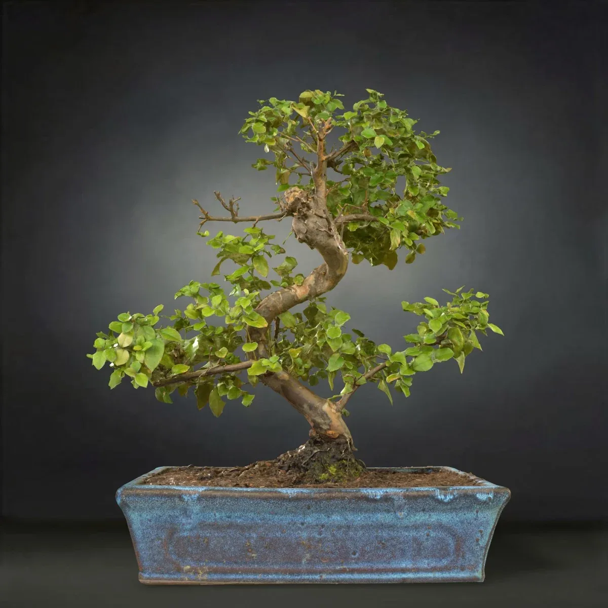 3D Scanned Bonsai Tree 6 by Polygonal Miniatures - High-Quality Asset for Virtual Reality and Digital Projects