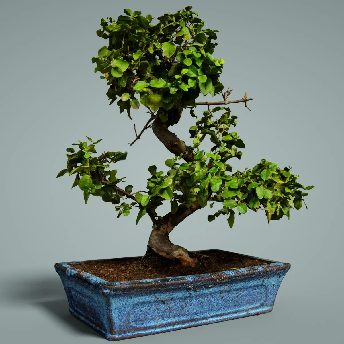 3D Scanned Bonsai Tree 6 by Polygonal Miniatures - High-Quality Asset for Virtual Reality and Digital Projects