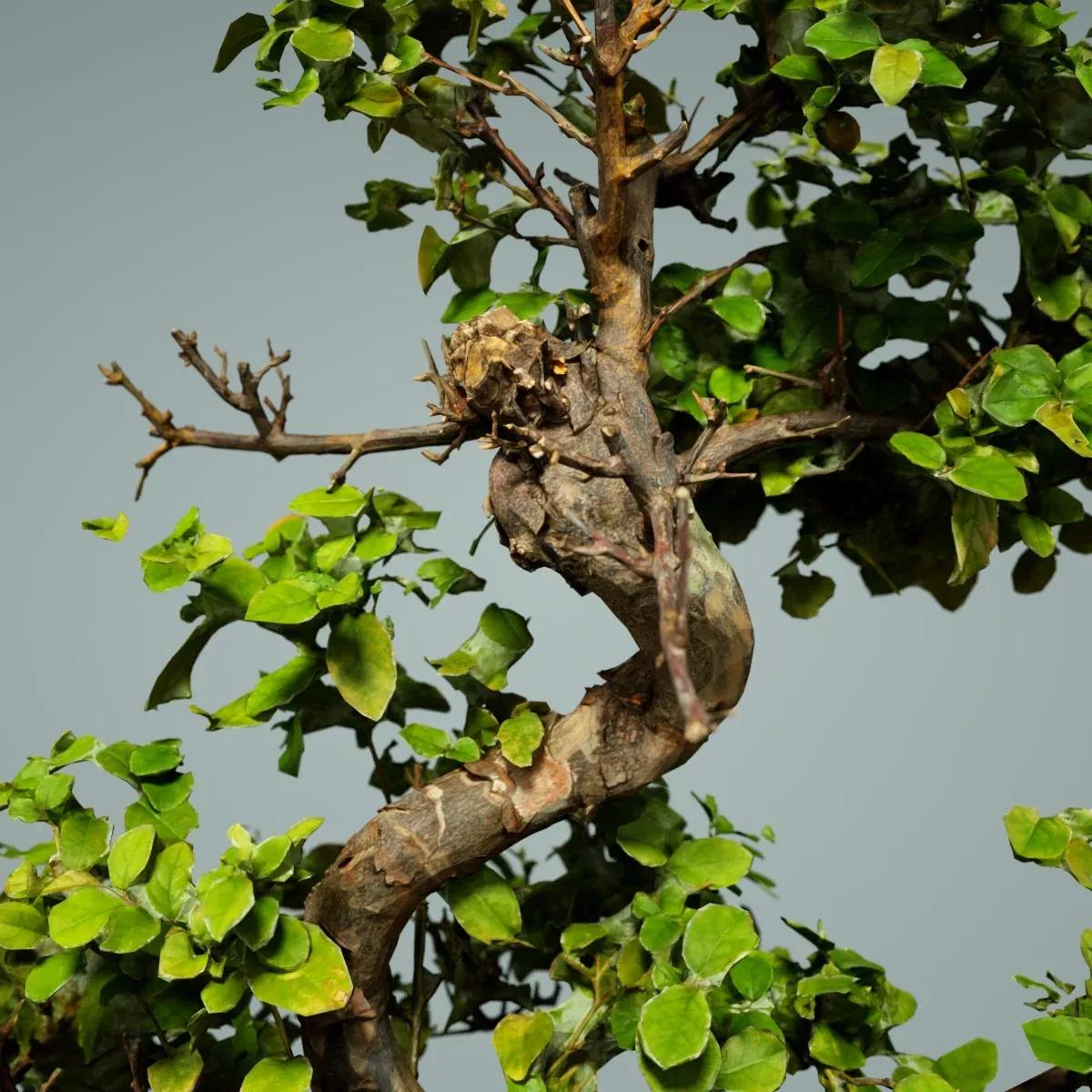 3D Scanned Bonsai Tree 6 by Polygonal Miniatures - High-Quality Asset for Virtual Reality and Digital Projects