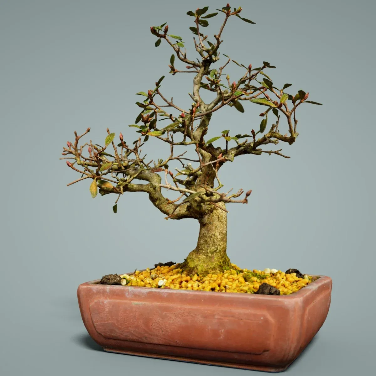 3D Scanned Bonsai Tree 16 by Polygonal Miniatures - High-Quality Asset for Virtual Reality and Digital Projects