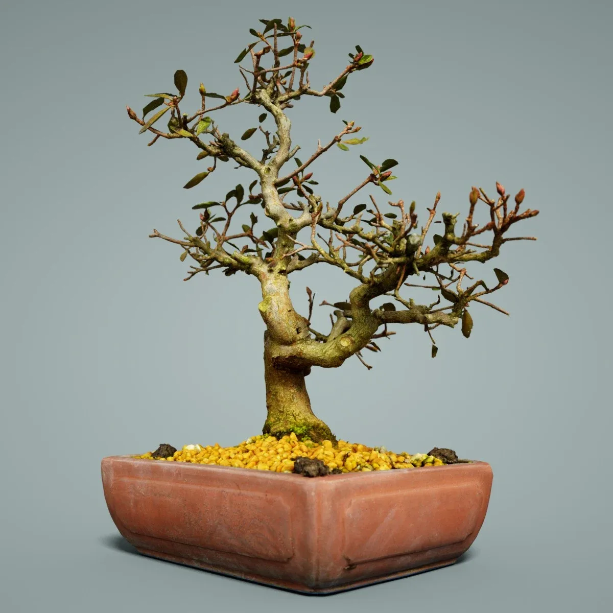 3D Scanned Bonsai Tree 16 by Polygonal Miniatures - High-Quality Asset for Virtual Reality and Digital Projects