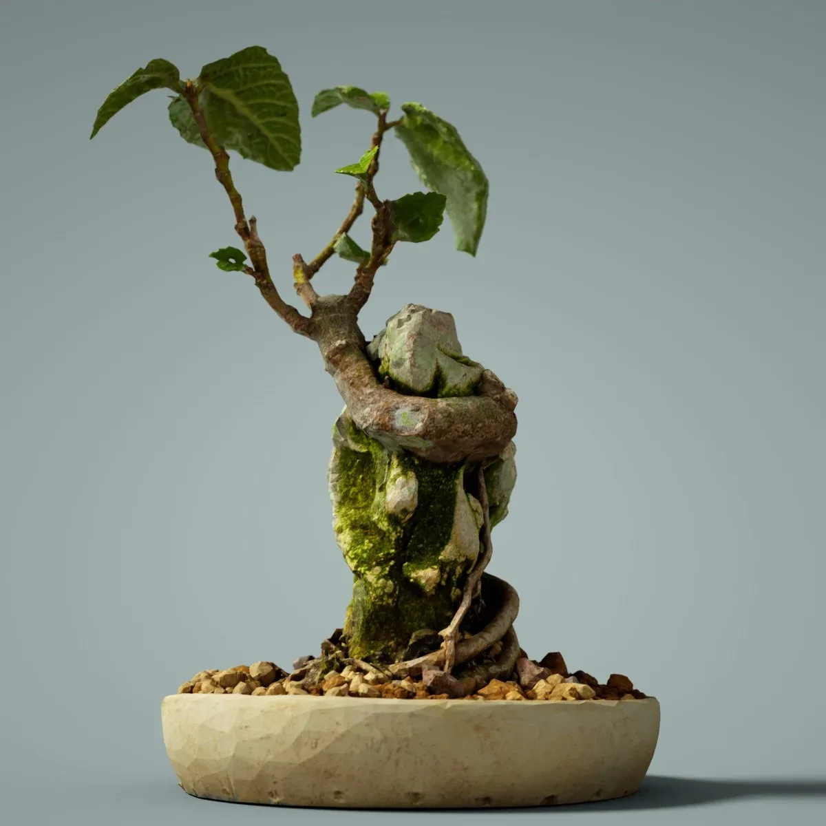 3D Scanned Bonsai Tree Ficus Carica by Polygonal Miniatures - High-Quality Asset for Virtual Reality and Digital Projects